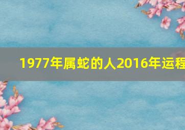 1977年属蛇的人2016年运程