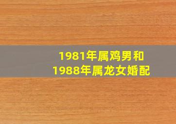 1981年属鸡男和1988年属龙女婚配