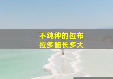 不纯种的拉布拉多能长多大