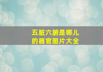 五脏六腑是哪儿的器官图片大全