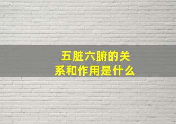 五脏六腑的关系和作用是什么