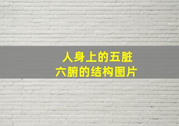 人身上的五脏六腑的结构图片