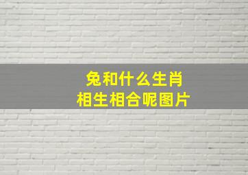 兔和什么生肖相生相合呢图片