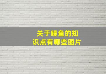 关于鳗鱼的知识点有哪些图片