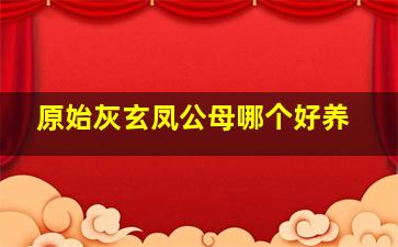 原始灰玄凤公母哪个好养