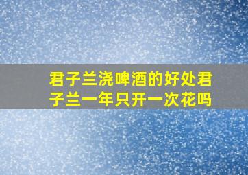 君子兰浇啤酒的好处君子兰一年只开一次花吗