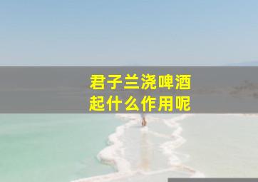 君子兰浇啤酒起什么作用呢