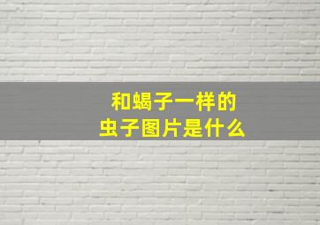 和蝎子一样的虫子图片是什么