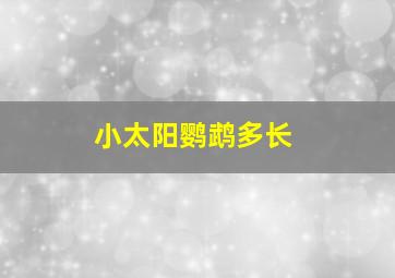 小太阳鹦鹉多长