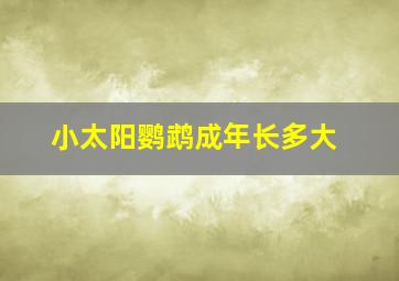 小太阳鹦鹉成年长多大