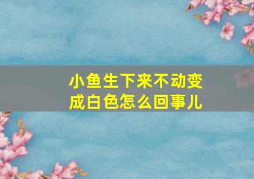 小鱼生下来不动变成白色怎么回事儿