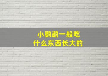 小鹦鹉一般吃什么东西长大的