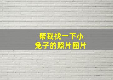 帮我找一下小兔子的照片图片