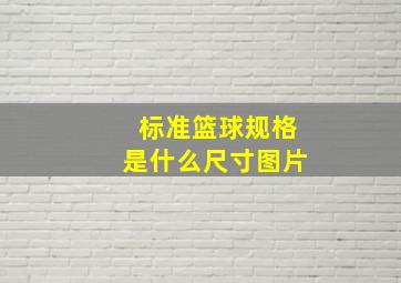 标准篮球规格是什么尺寸图片