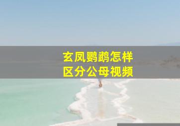 玄凤鹦鹉怎样区分公母视频