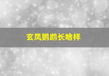 玄凤鹦鹉长啥样