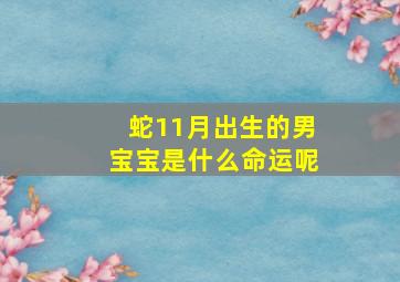 蛇11月出生的男宝宝是什么命运呢