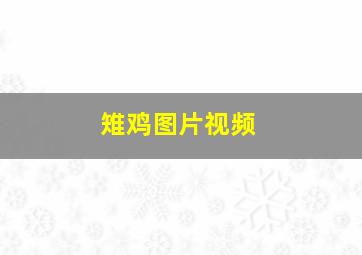 雉鸡图片视频