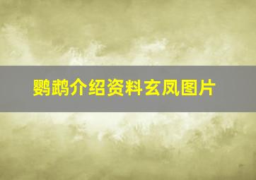 鹦鹉介绍资料玄凤图片