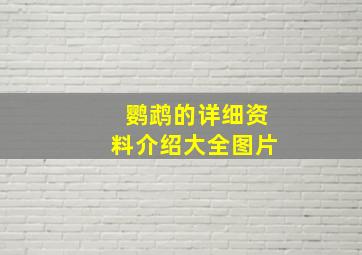 鹦鹉的详细资料介绍大全图片