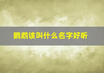 鹦鹉该叫什么名字好听