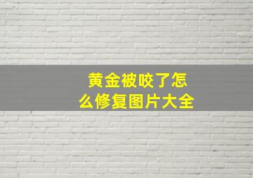 黄金被咬了怎么修复图片大全